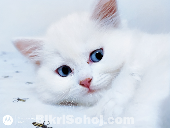 Persian blue Eyes Male Kitten